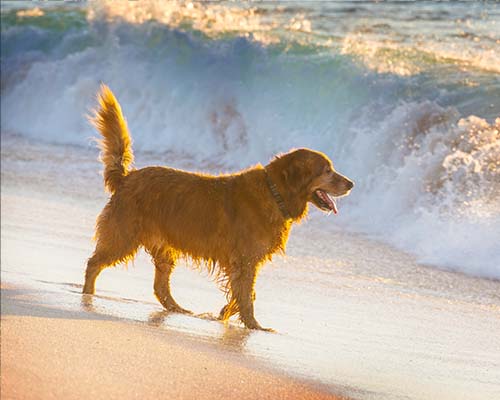 Hund am Strand Borkum